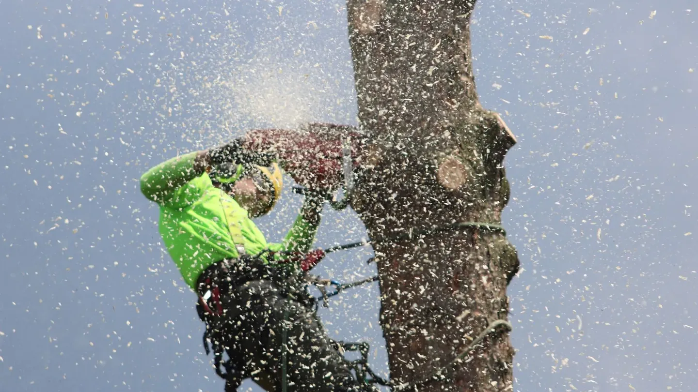 Illustrative photograph for Arborist
