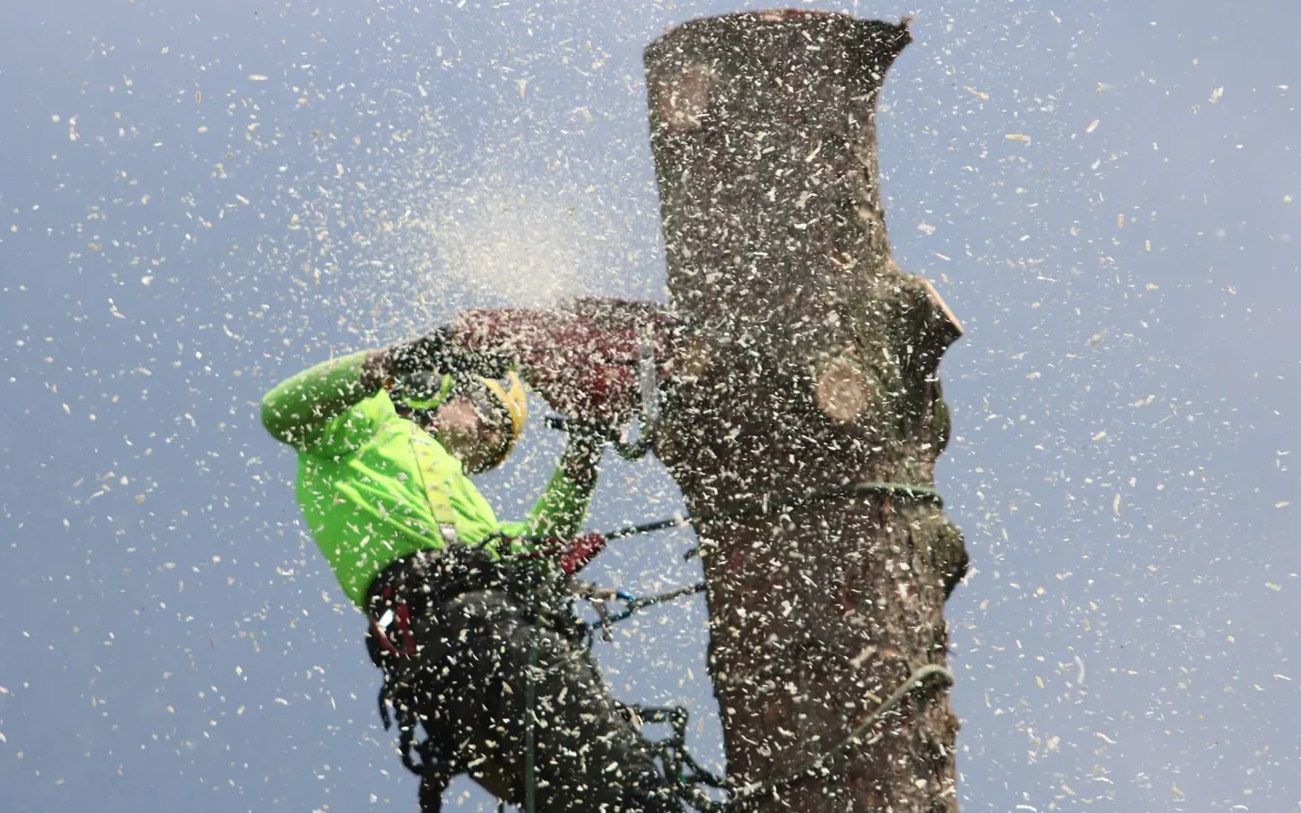 Illustrative photograph for Forestry and woodland operator
