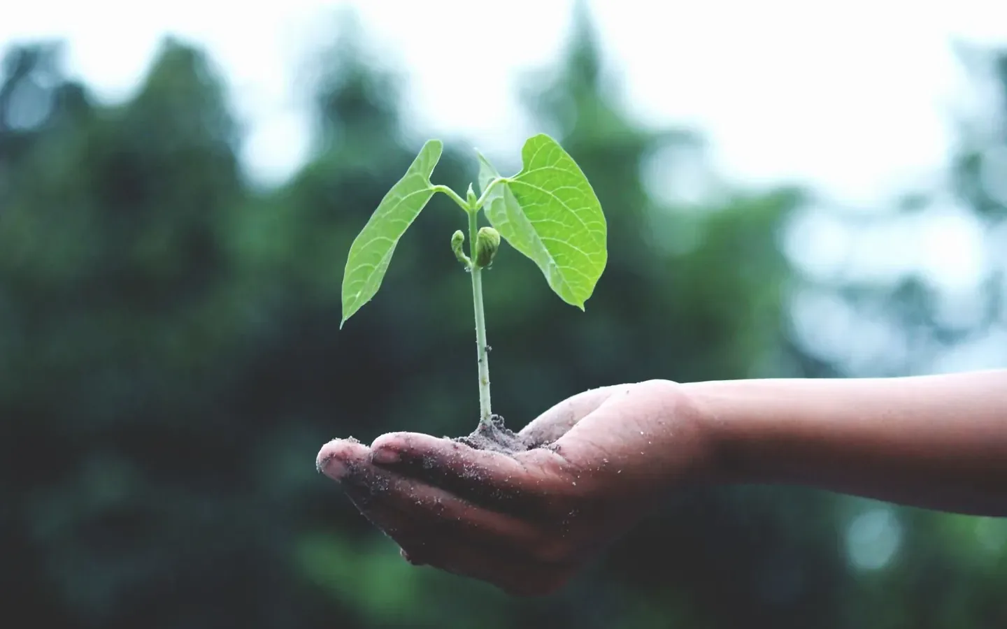 Illustrative photograph for Plant nursery