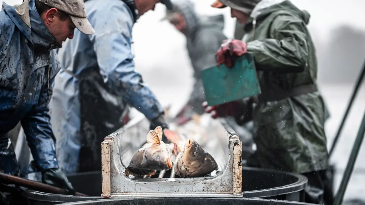 Illustrative photograph for Fishing cooperative