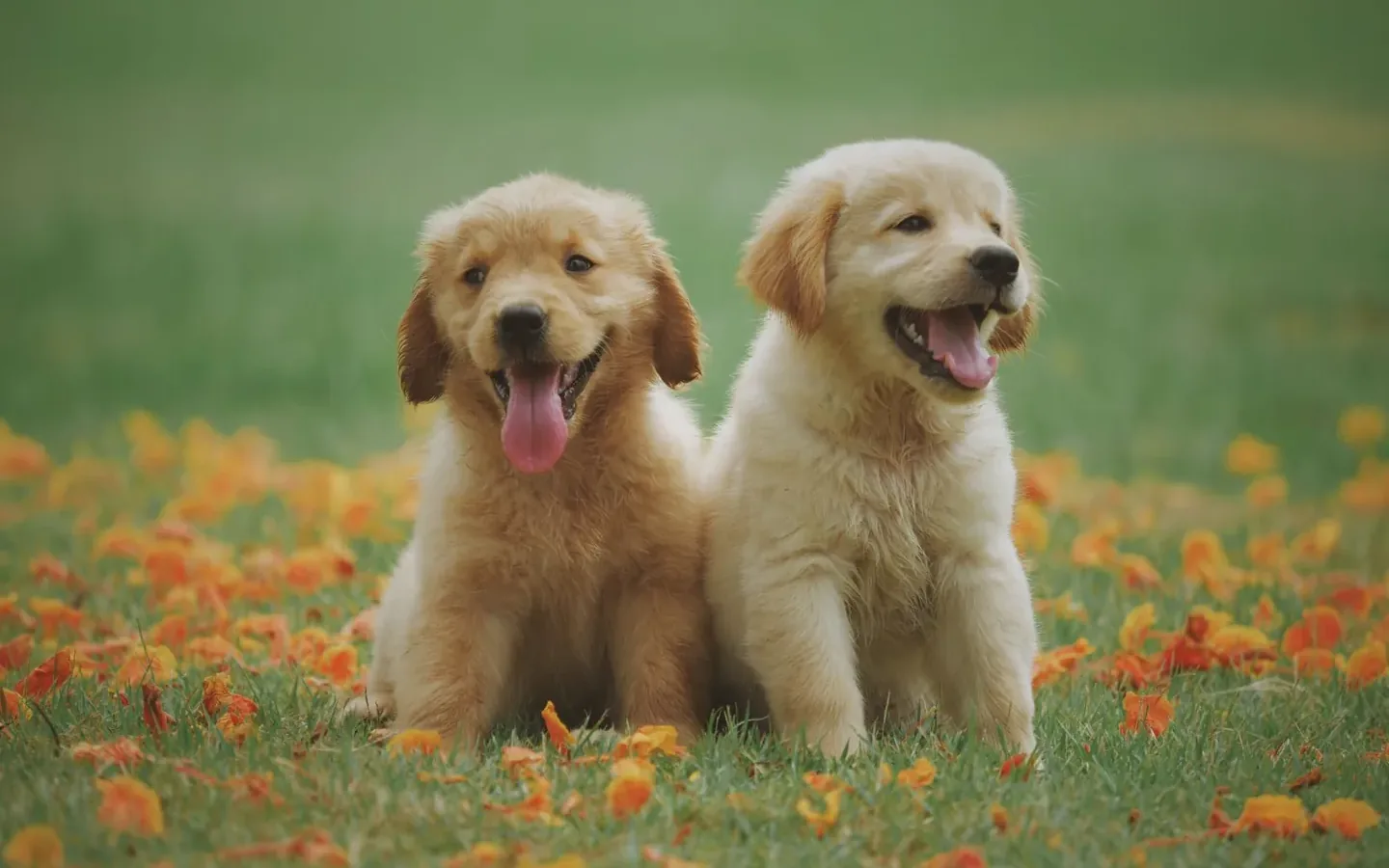 Illustrative photograph for Veterinary clinic