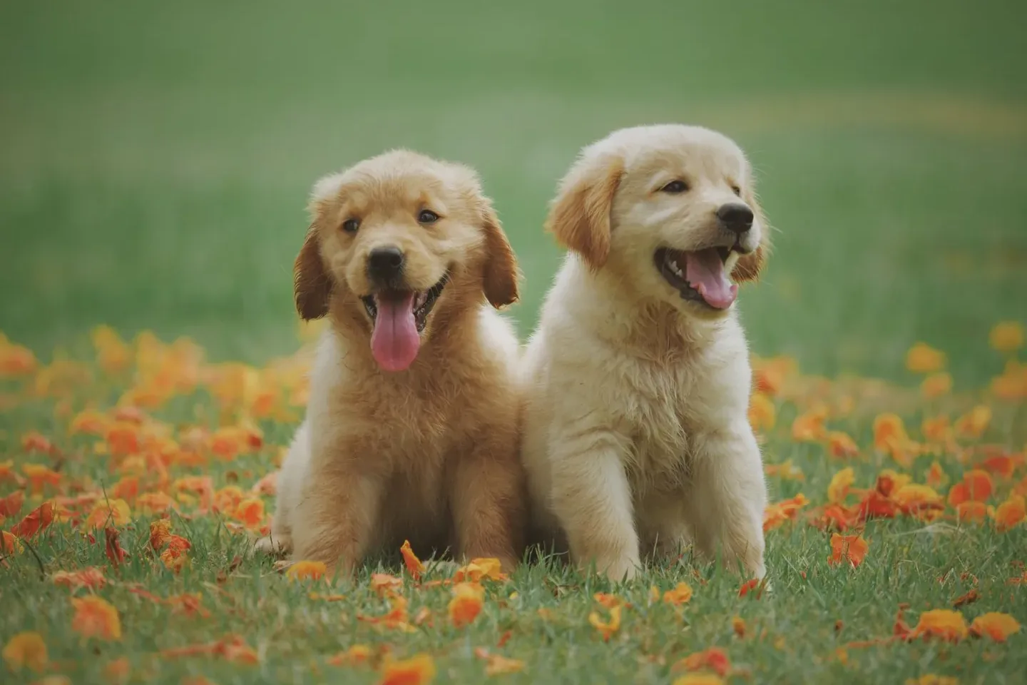 Illustrative photograph for Animal rescue organisation
