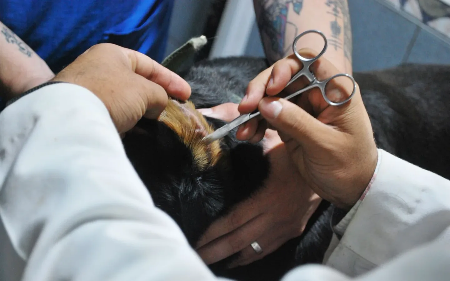 Illustrative Animal care & veterinary services template image